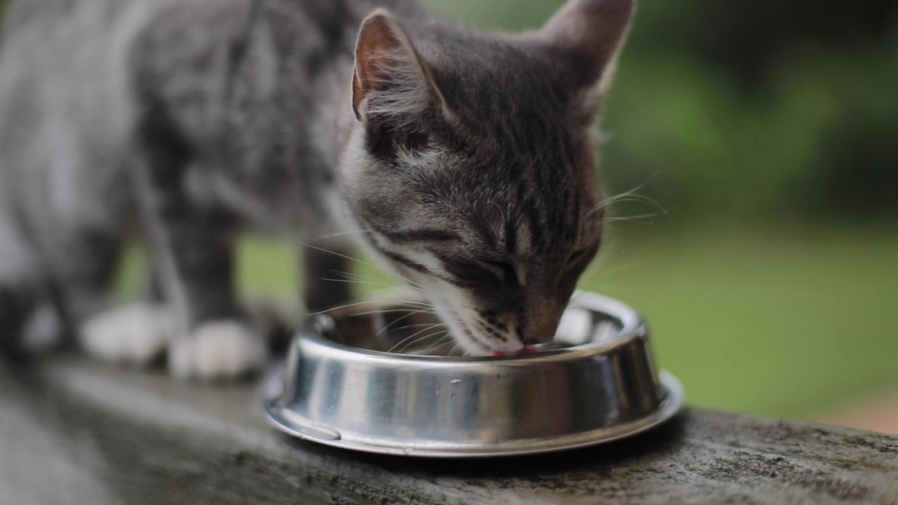 小猫用铁碗喝水视频素材