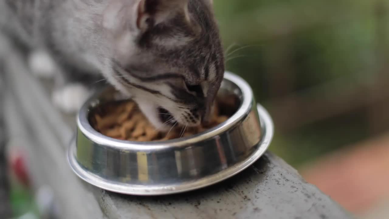 小猫咪从铁碗里吃猫食视频素材