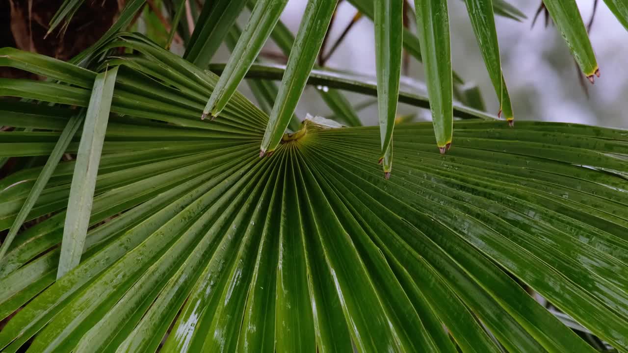 水滴滴落在美丽的棕榈叶上视频素材