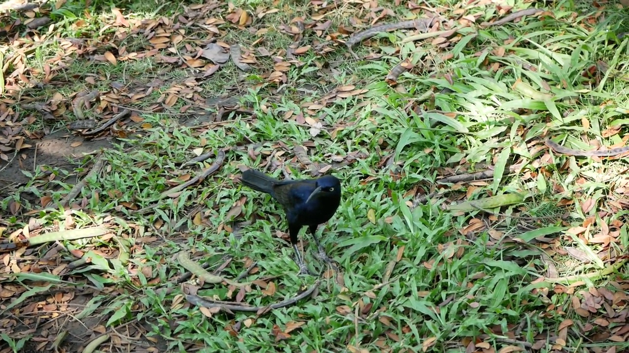 加勒比石斑鱼(学名:Quiscalus lugubris)。一只黑鸟在花园里寻找食物视频素材