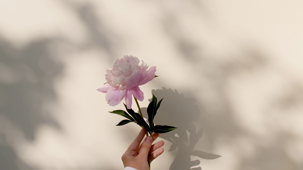 女孩手里拿着一朵牡丹花。光和影从牡丹的叶子。墙壁上透明柔和的光影。文本空格。产品展示，广告模型。视频素材