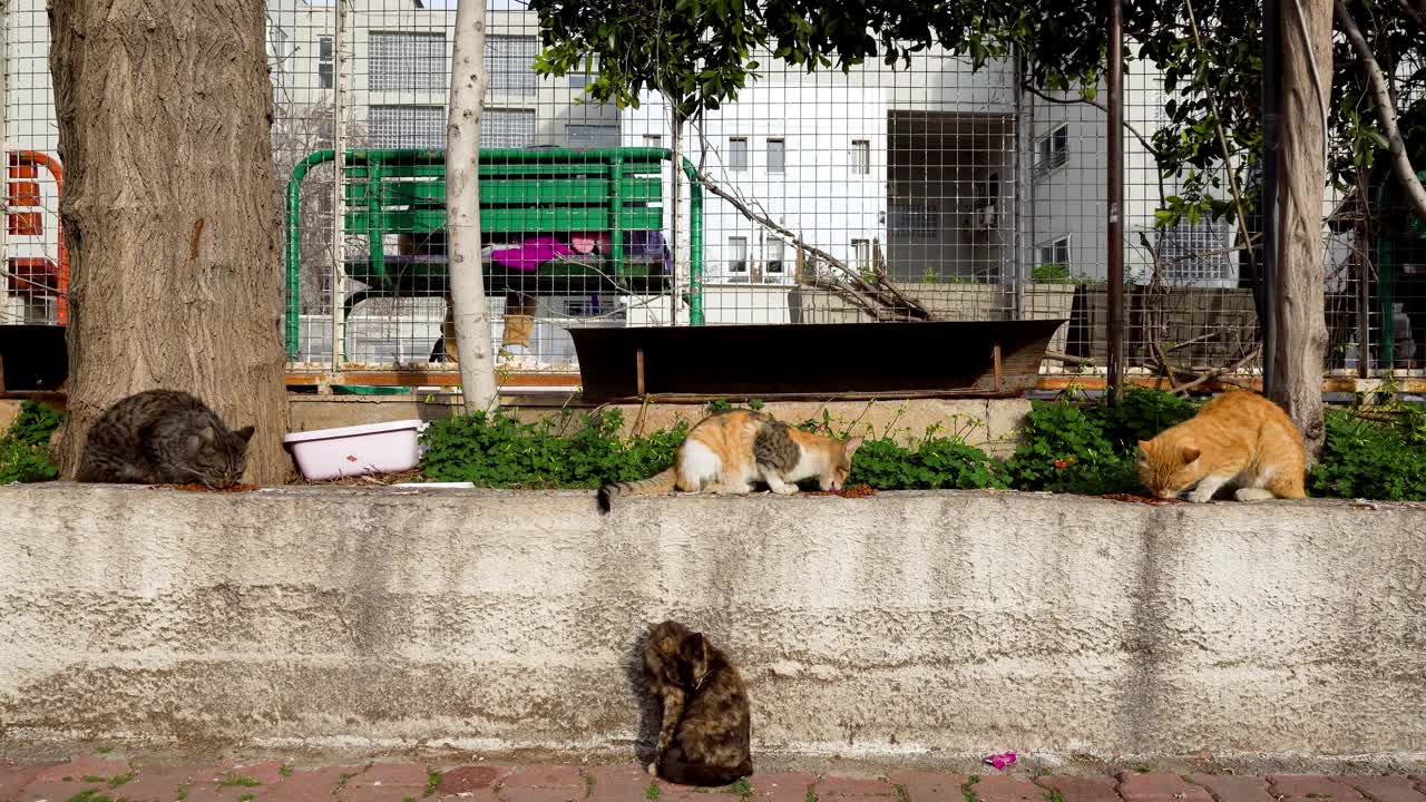 流浪猫该吃东西了视频素材