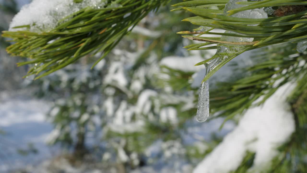 在一个寒冷的冬天，白雪皑皑的树枝上，靠近视频素材