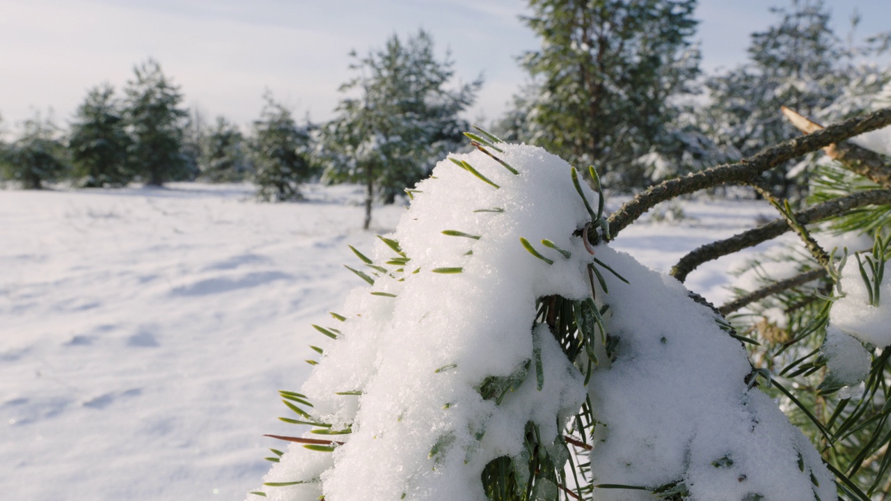 在一个寒冷的冬天，白雪皑皑的树枝上，靠近视频素材