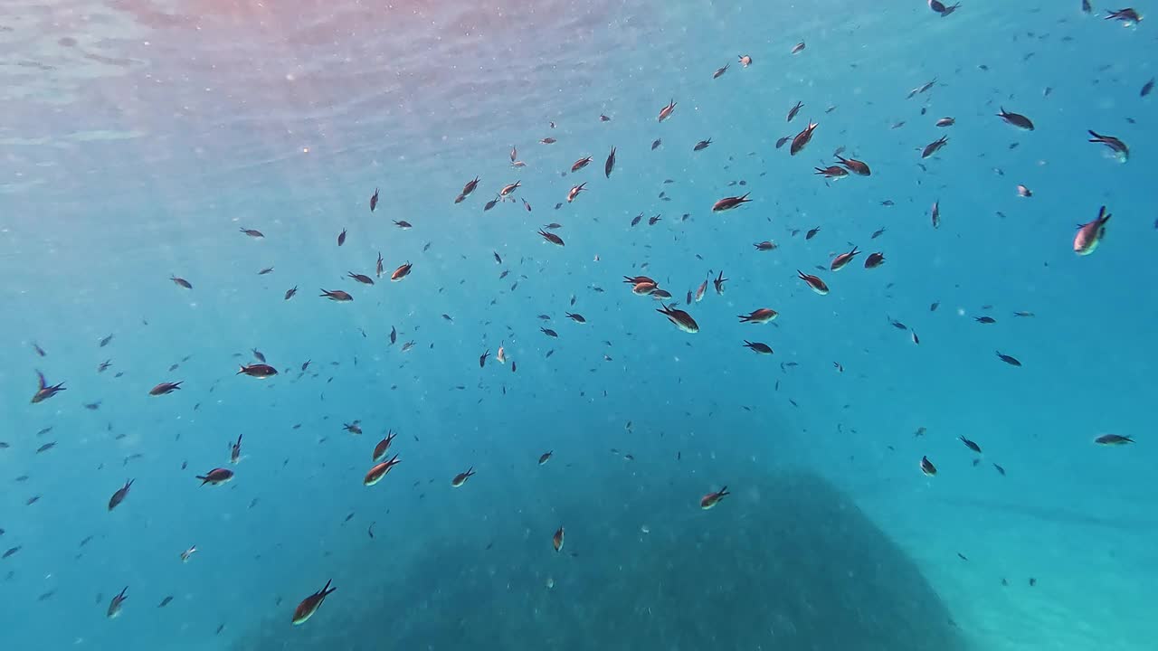 水面下，游动的小鱼视频素材