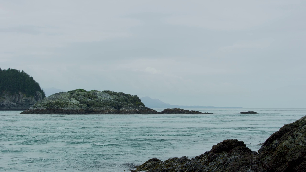 海鸥和海狮在岛上休息。海水流动得很快。视频素材