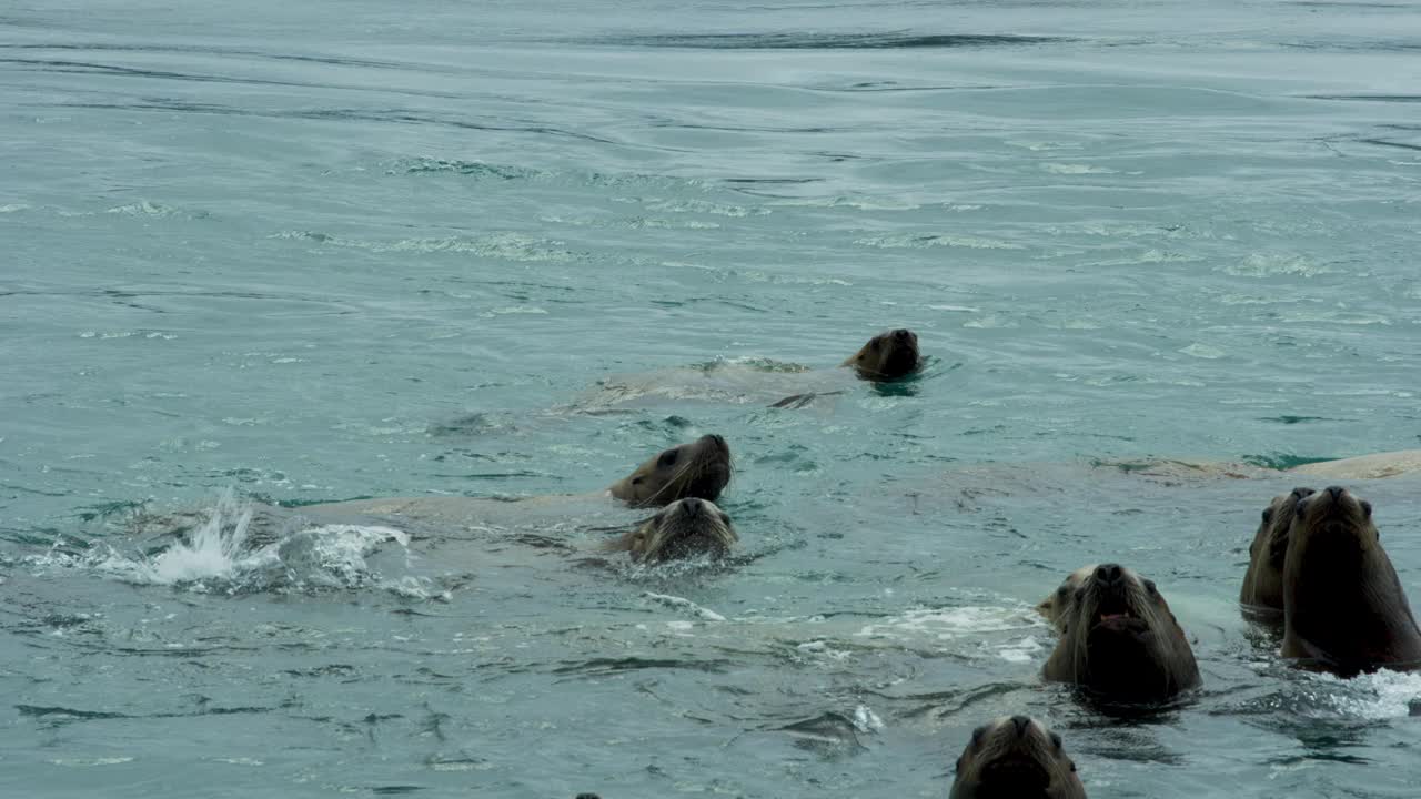 海狮在海里游来游去，有时把头伸出水面。视频素材