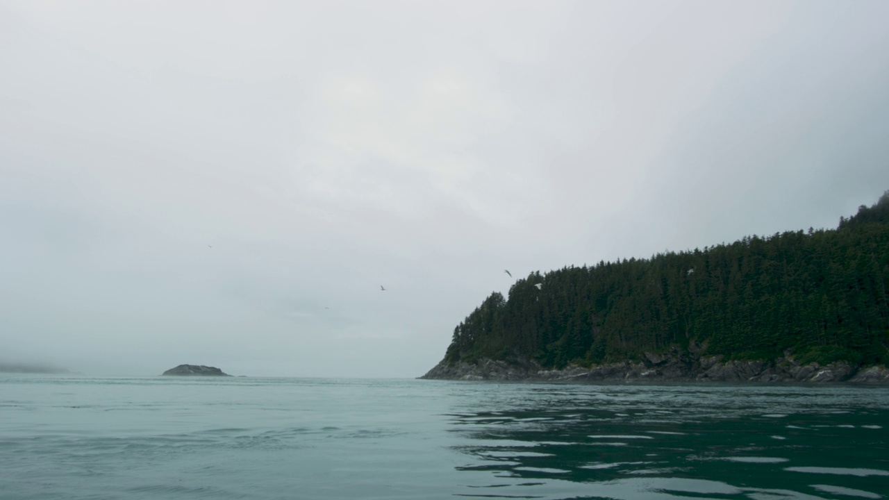 海狮在海里游泳，偶尔把头伸出水面。视频素材