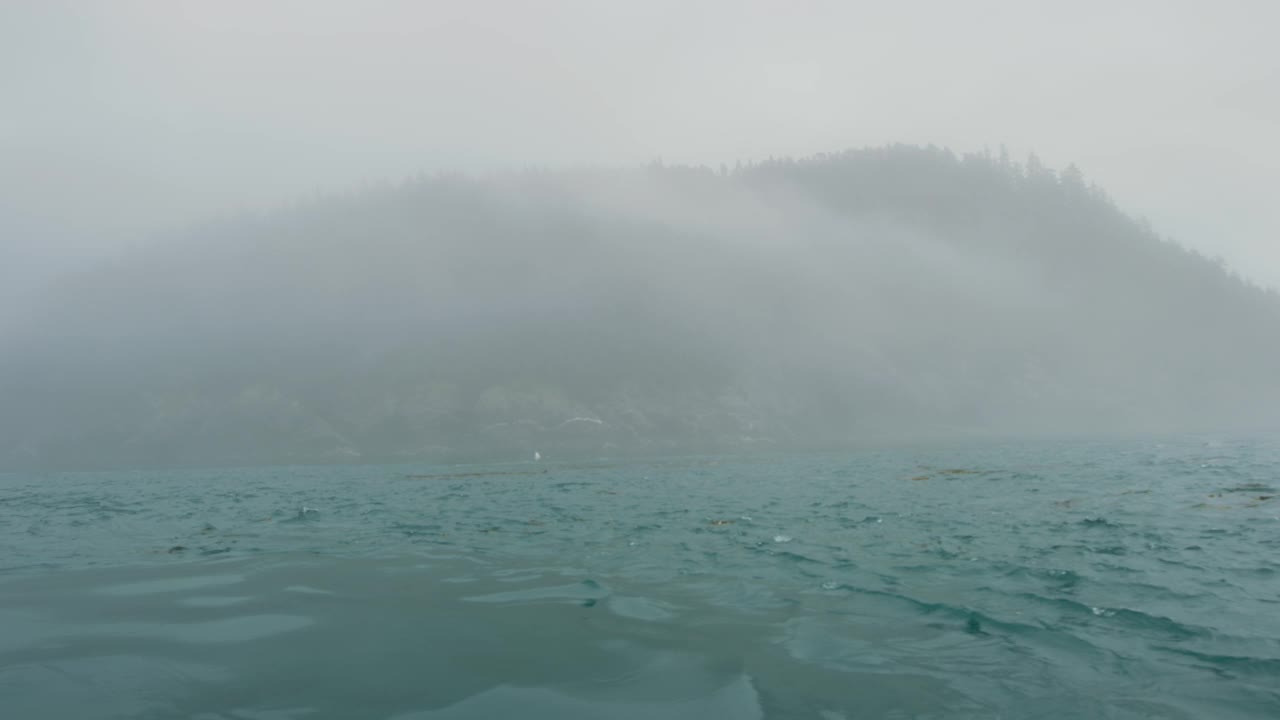 海狮在海里游泳，灰色的天气朦胧多云。就像仙境一样。视频素材