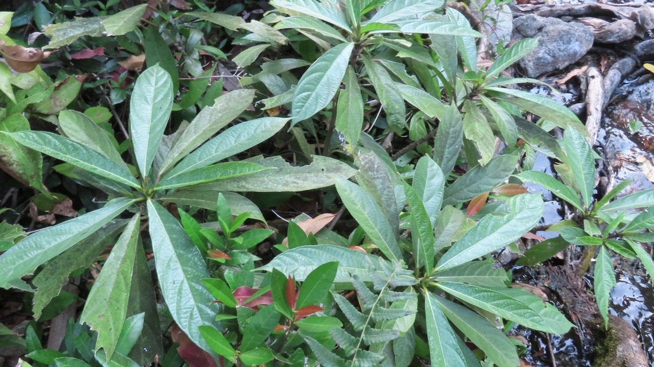 花草树木与阳光在溪流视频素材