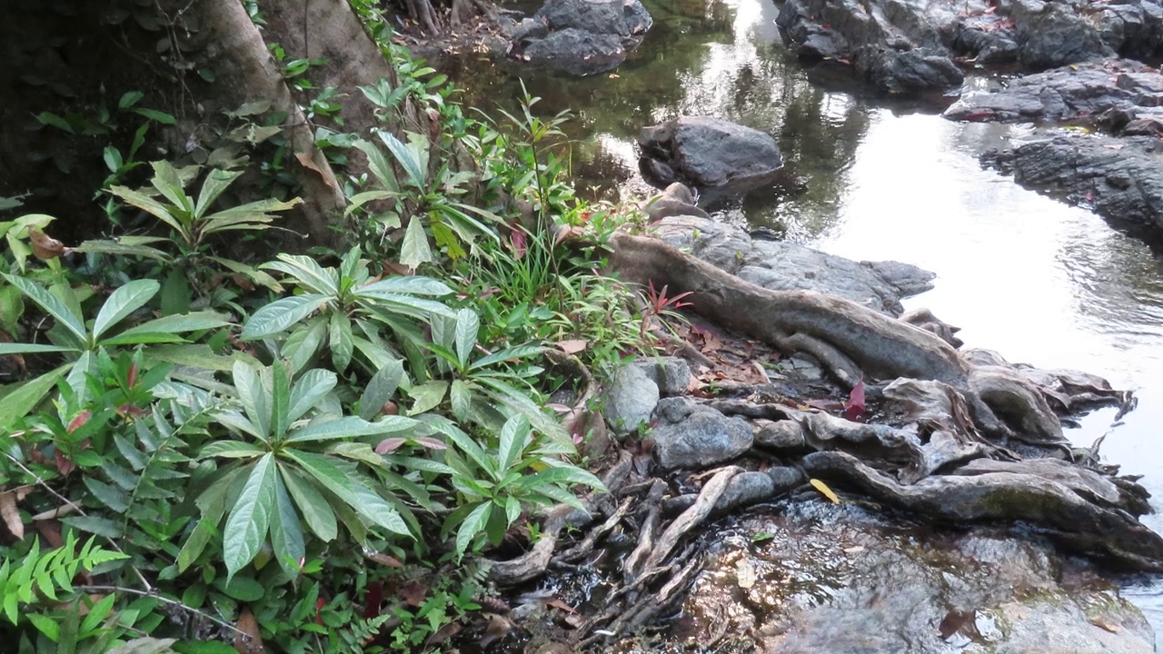 花草树木与阳光在溪流视频素材