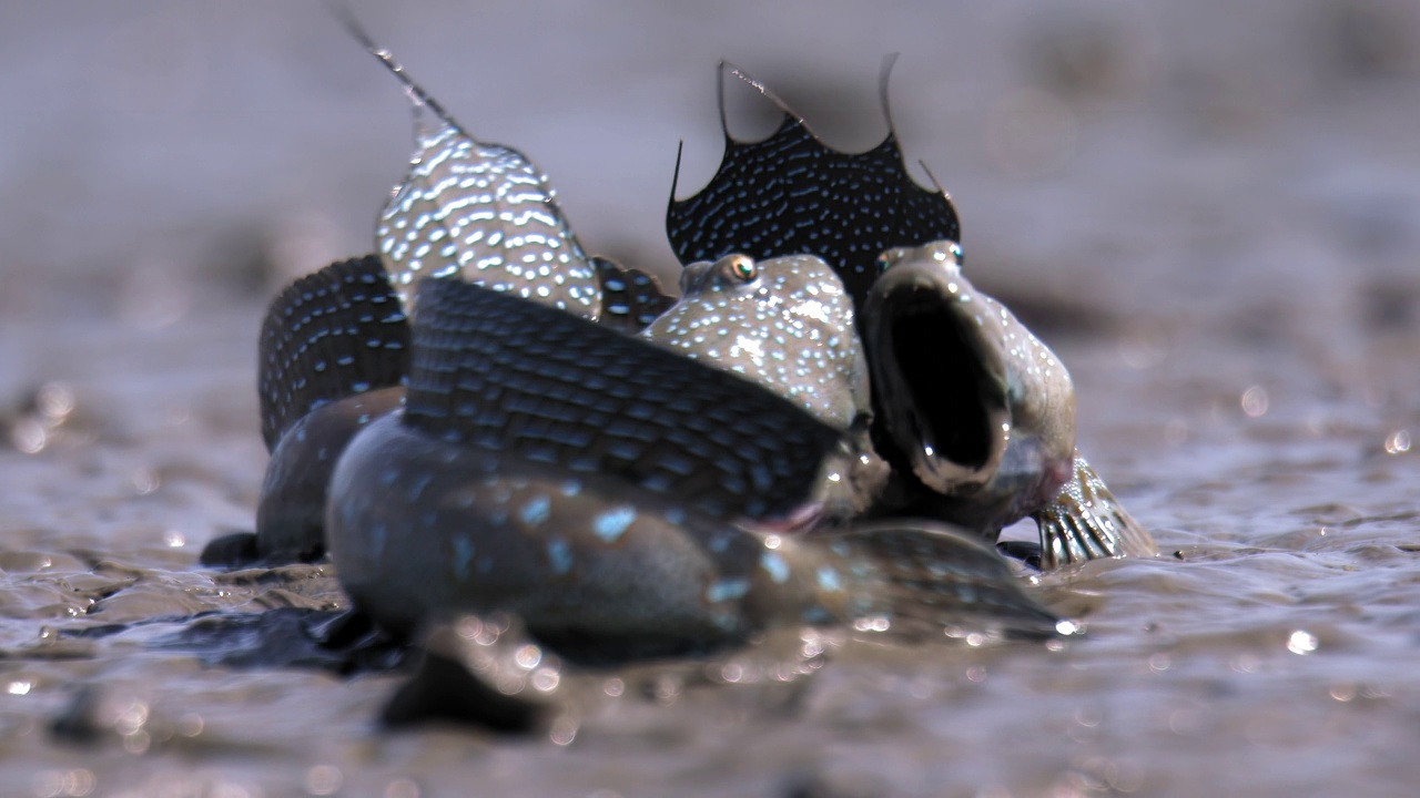 泥滩上的弹涂鱼(Boleophthalmus pectinirostris) /韩国视频素材