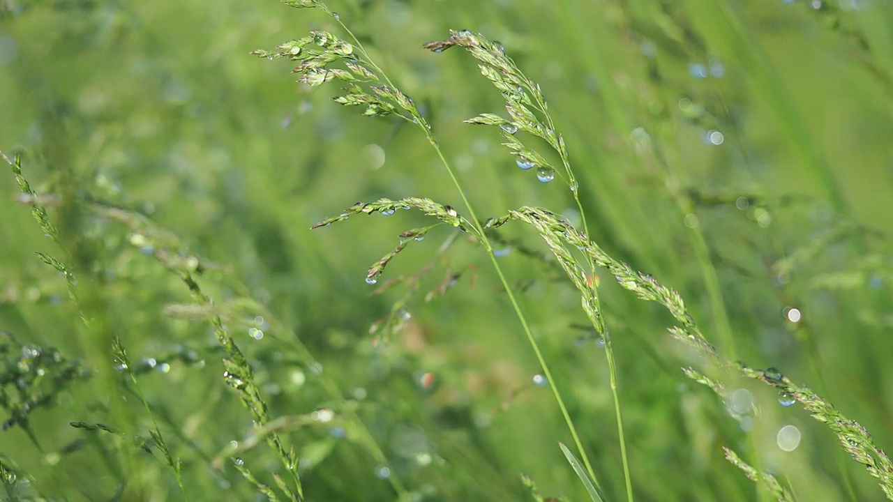 夏日阳光明媚的草地上，绿草和水珠在风中摇曳视频素材