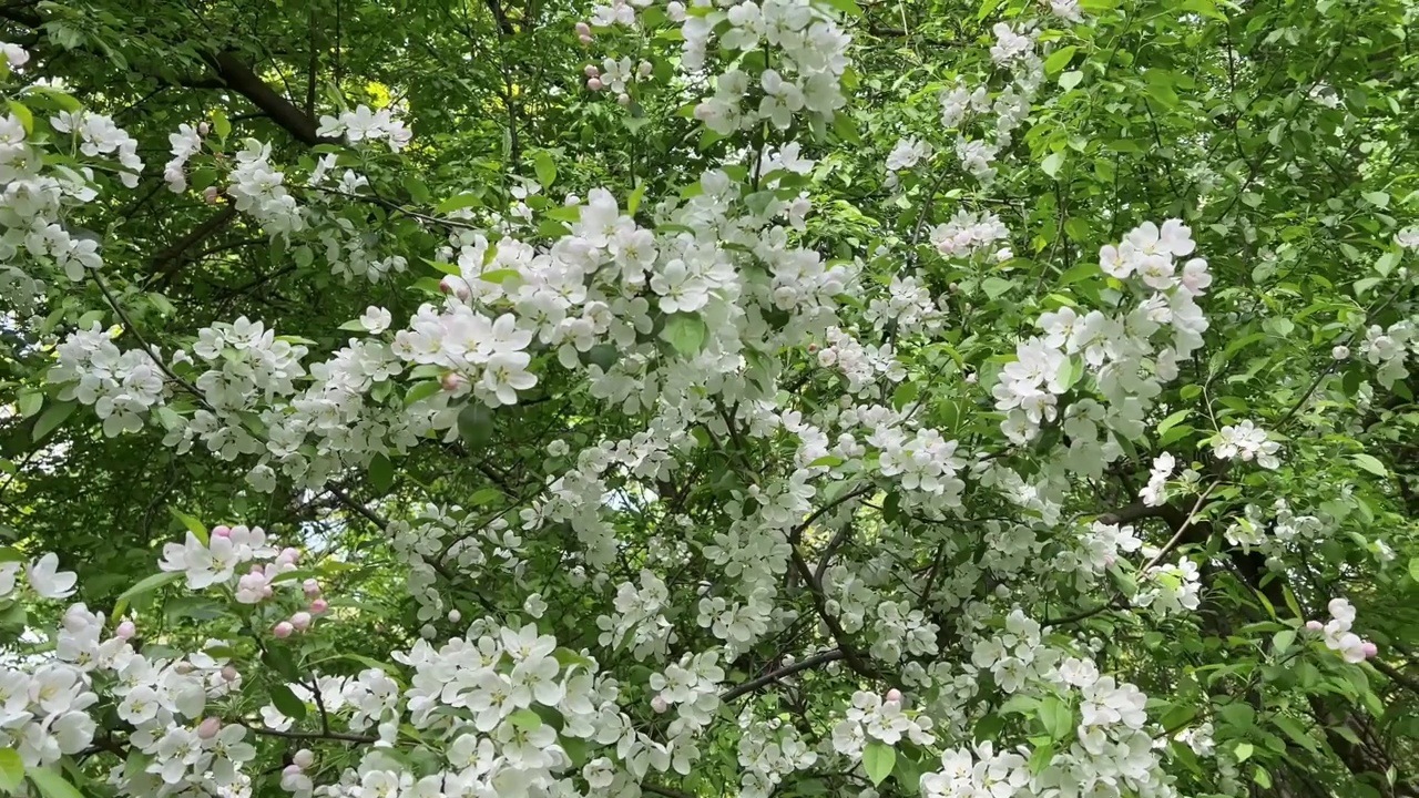 一棵苹果树的枝头开花，白色的花蕾作为春天的象征视频素材