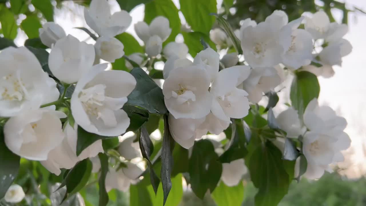 一棵苹果树的枝头开花，白色的花蕾作为春天的象征视频素材