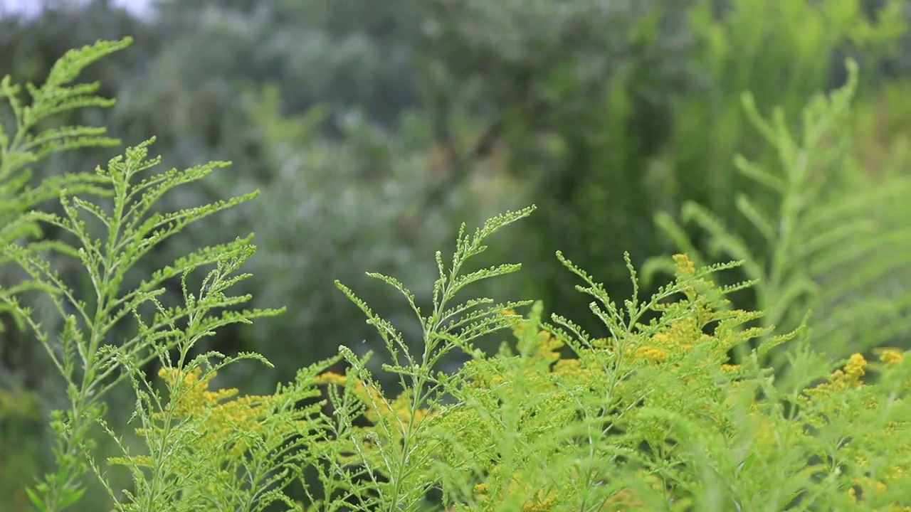 夏季草甸中的黄花蒿视频素材