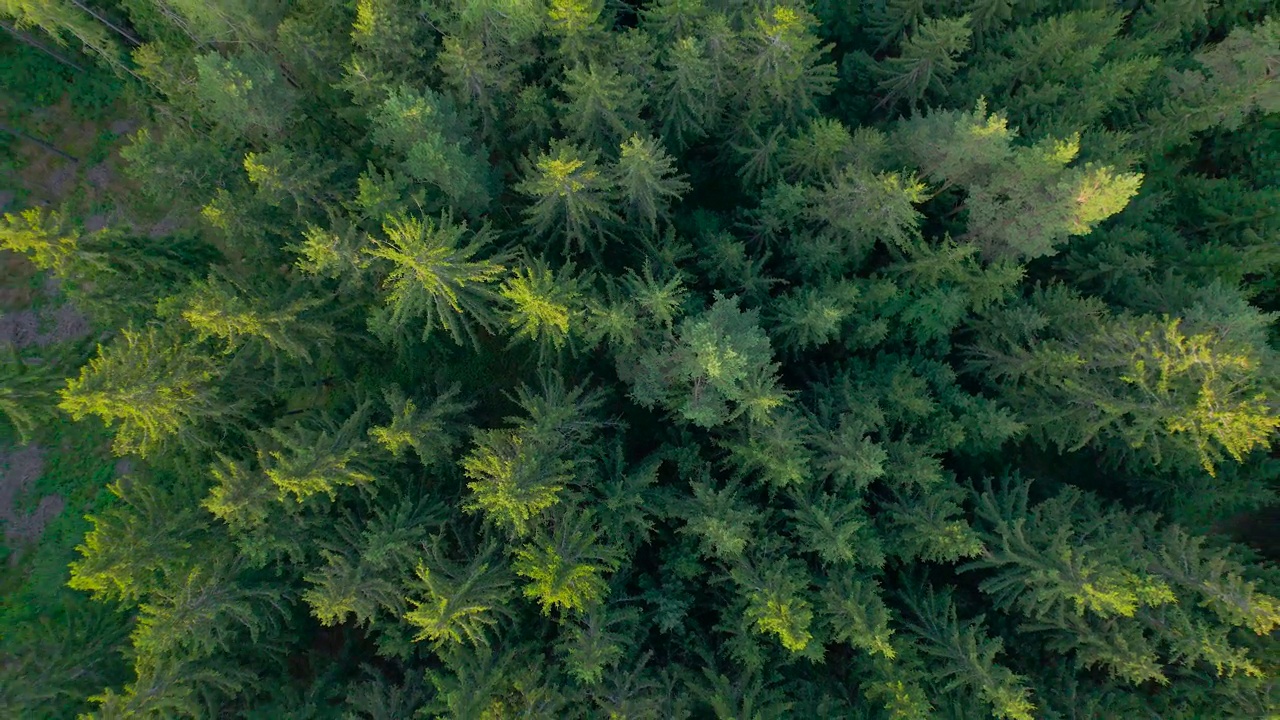 高空俯视:最后一缕阳光照亮了山上的云杉森林视频素材