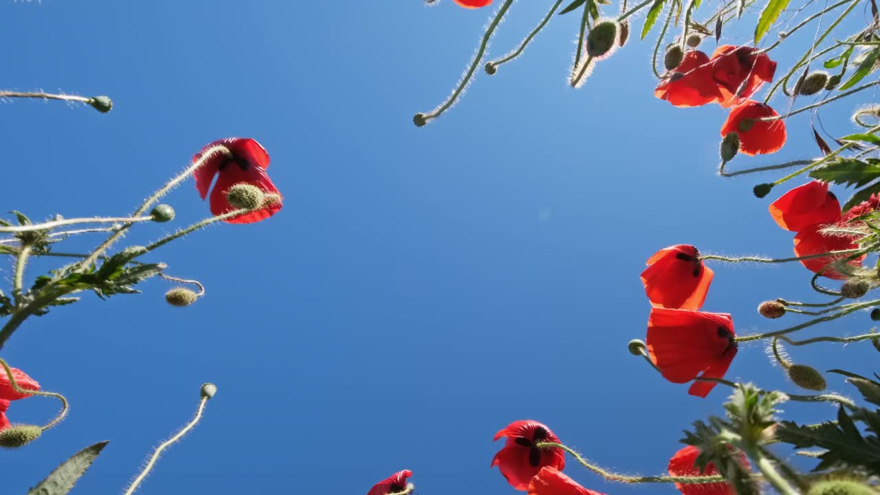 底部的红色罂粟花和蓝色的天空视频素材