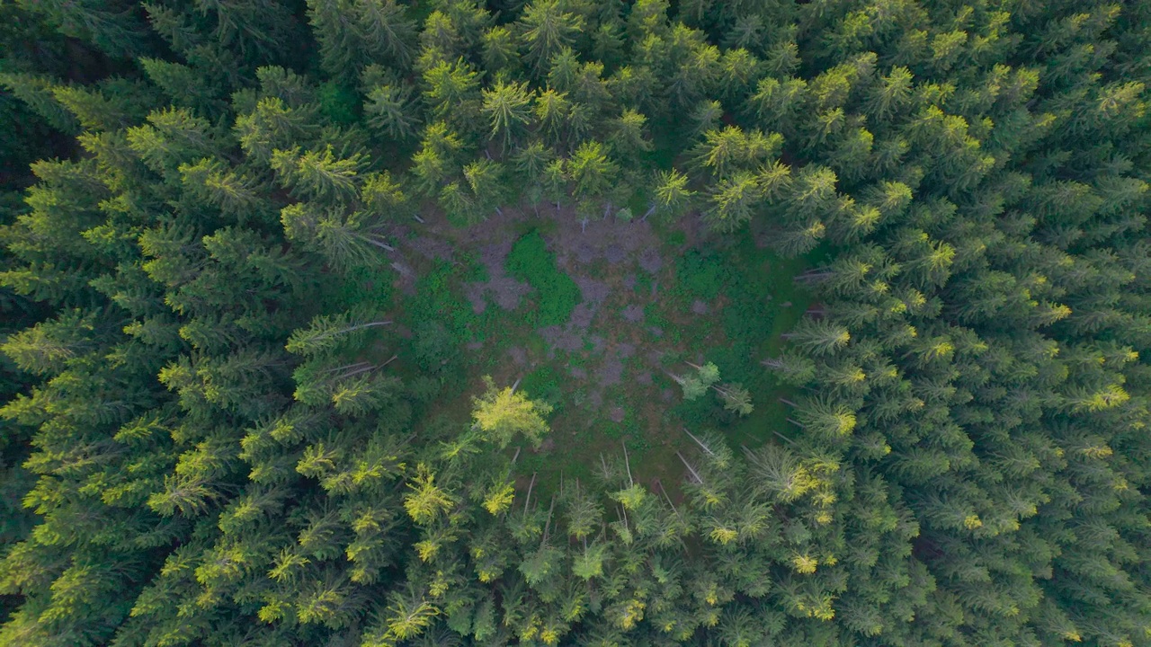 空中俯视:森林空地被云杉树梢包围在金色的光线中视频素材