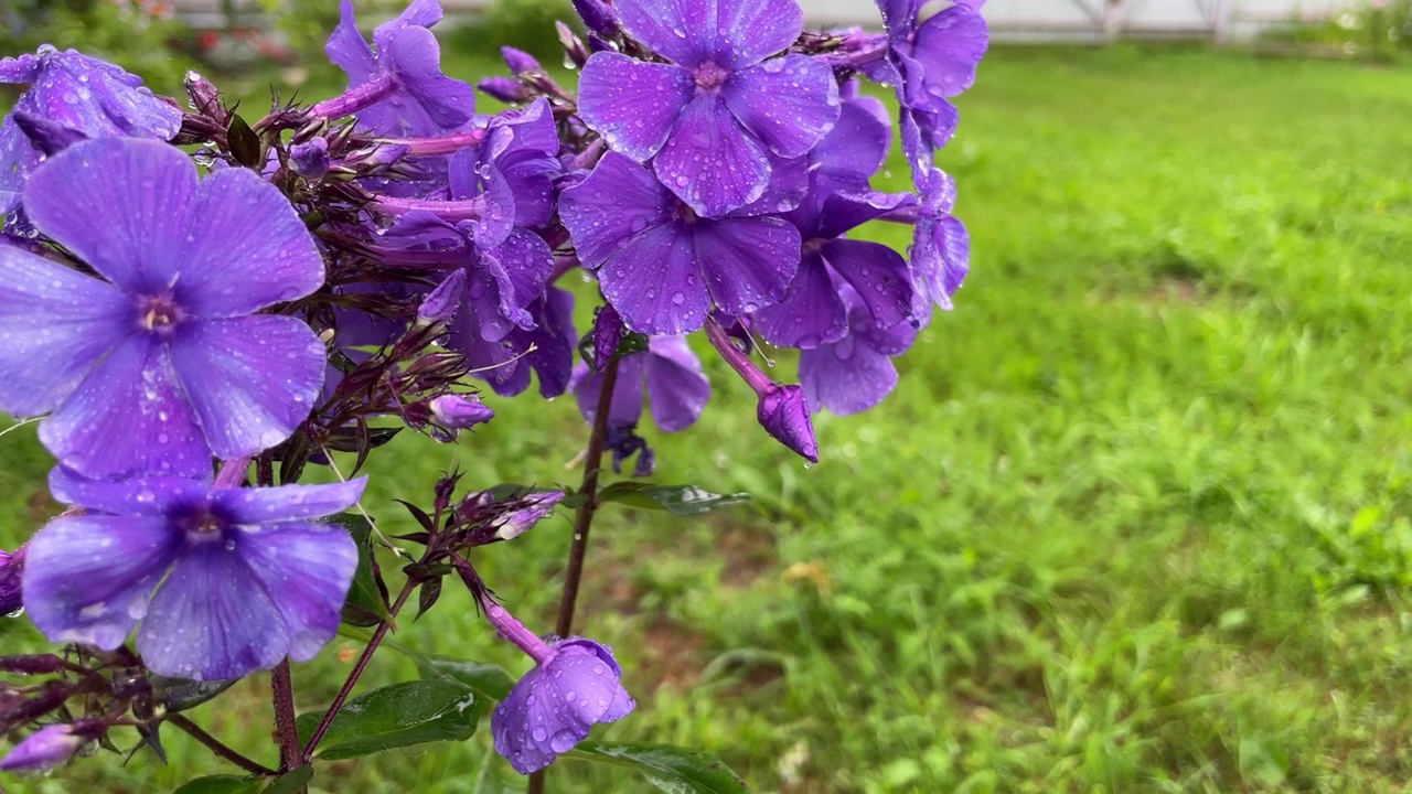 紫色夹竹桃在夏天的花园里盛开。视频素材