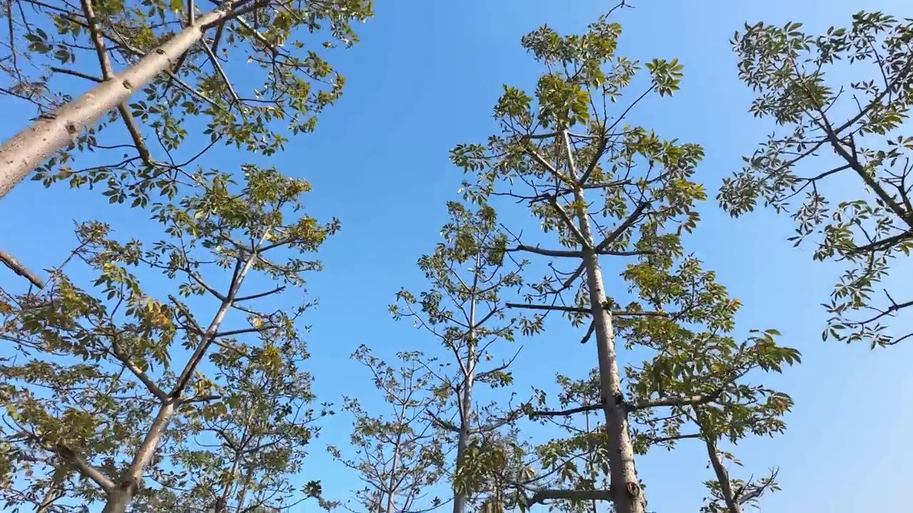 阳光灿烂的一天，低角度的树林视频素材