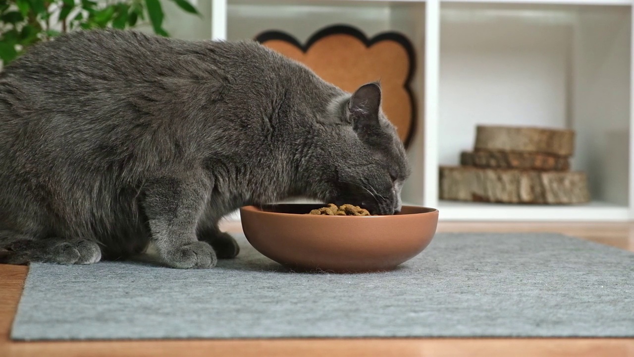 一只灰色的猫从一个棕色的碗里取出干粮。猫黄绿色猫干粮。视频素材