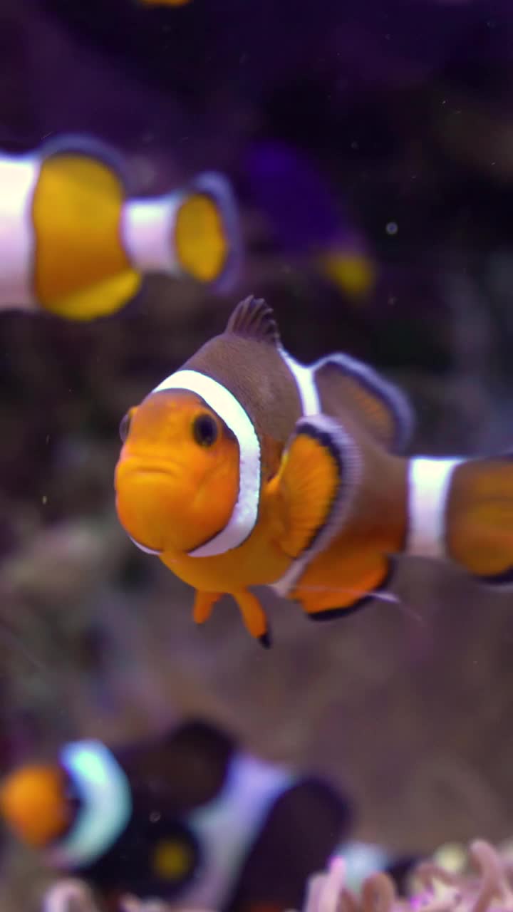 Ocellaris clownfish or Amphiprion ocellaris swimming underwaterñ视频素材