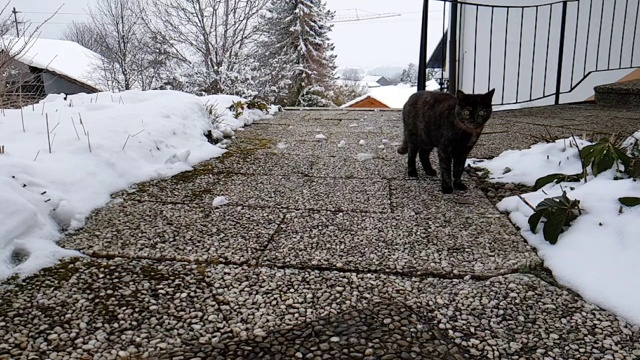 一只小猫跳起来的慢动作视频视频素材