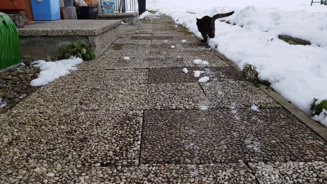 一只小猫抓住雪球，蹦蹦跳跳视频素材