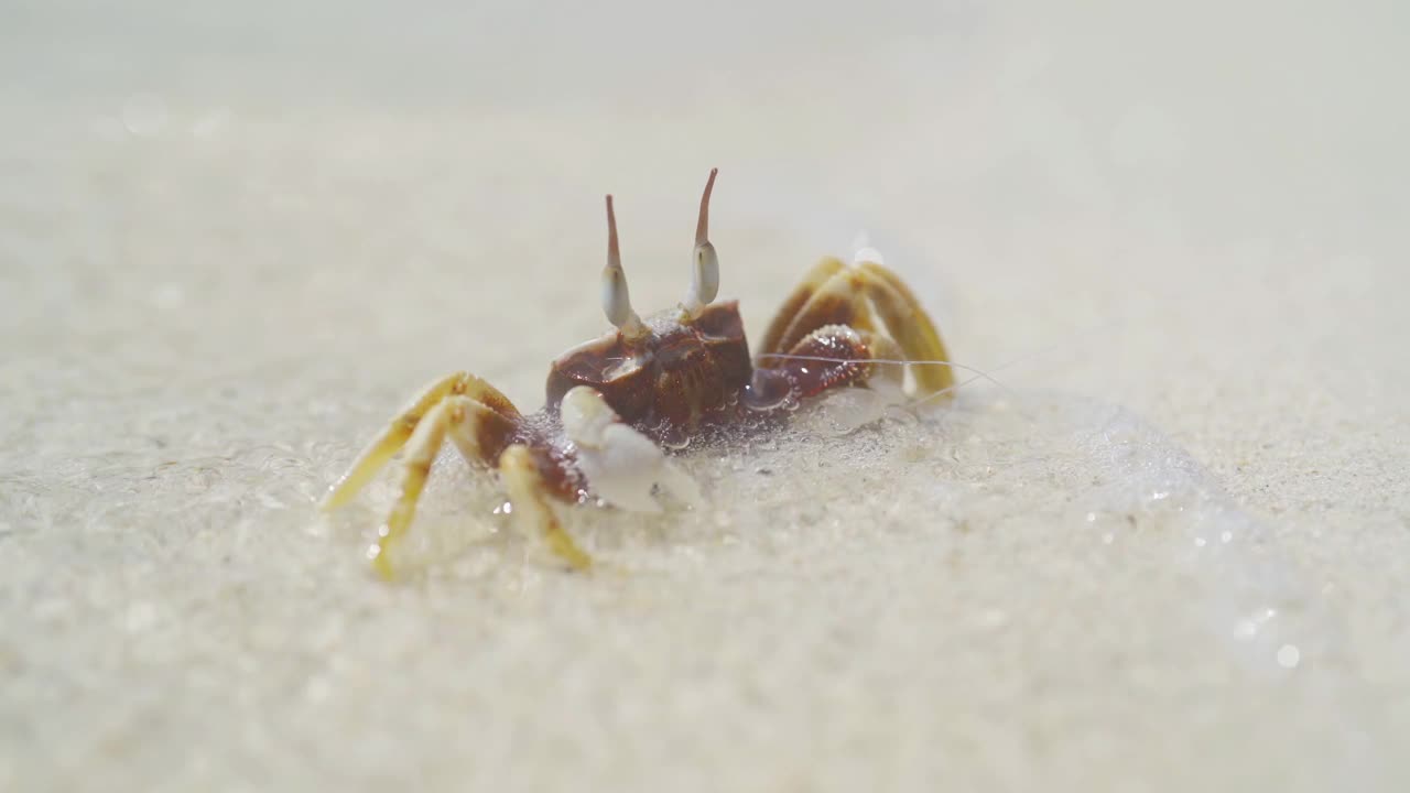 螃蟹。沙滩上的动物视频素材