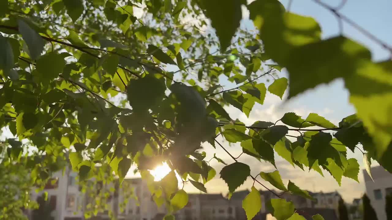 阳光穿过茂密的绿叶视频下载