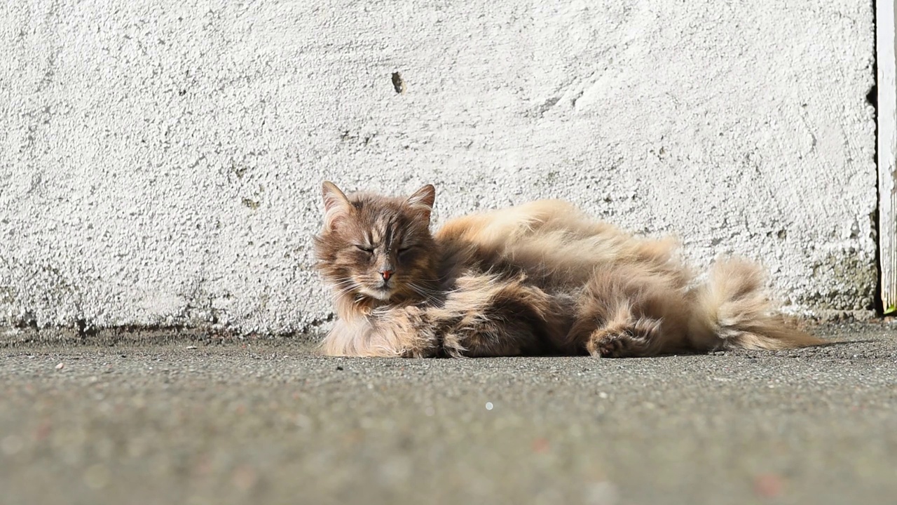 毛茸茸的灰猫在房子旁享受春天的阳光视频素材