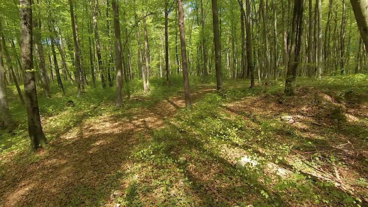 空中摄影，FPV无人机:充满活力的绿叶山毛榉树木在春天茁壮成长视频素材