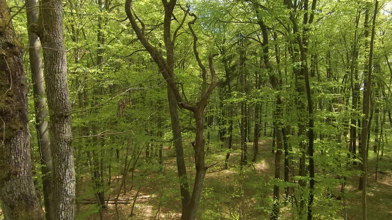 空中航拍，FPV无人机:春天的小山毛榉树的树冠充满了绿色的叶子视频素材