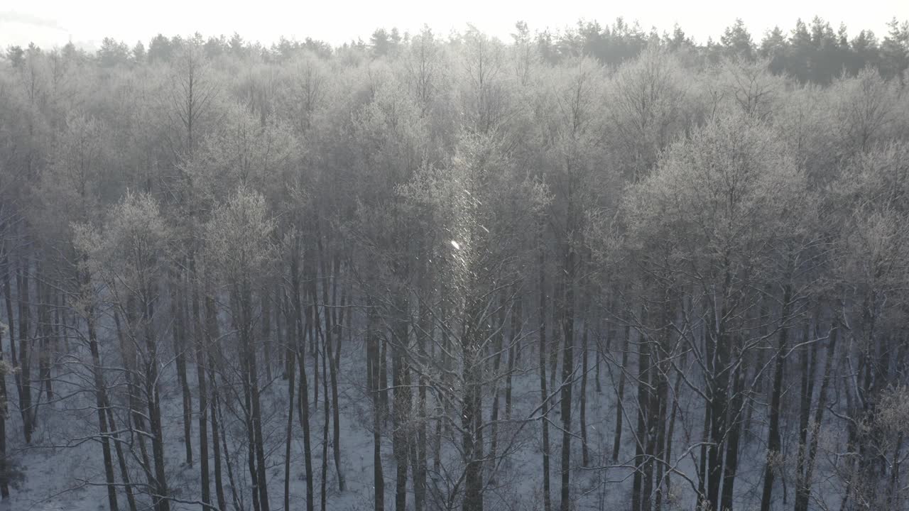 4K未分级，d-log美丽的雪林在冬季霜冻日。在薄雾冰冻的早晨，鸟瞰令人惊叹的松林。日出，日落，阳光，阳光，在冬季景观。公园森林的风景。自然高架视图的霜冻森林视频素材