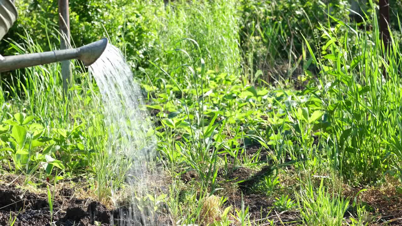 豆芽是用喷壶浇的。从喷壶里浇到植物上的水视频素材