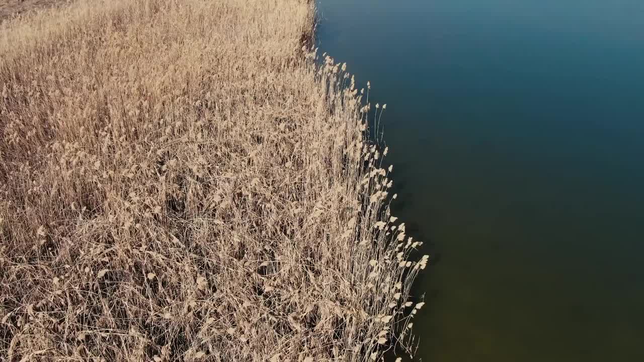 在罗马尼亚一个阳光明媚的早春日子里，无人机拍摄的湖泊附近的干芦苇。视频下载