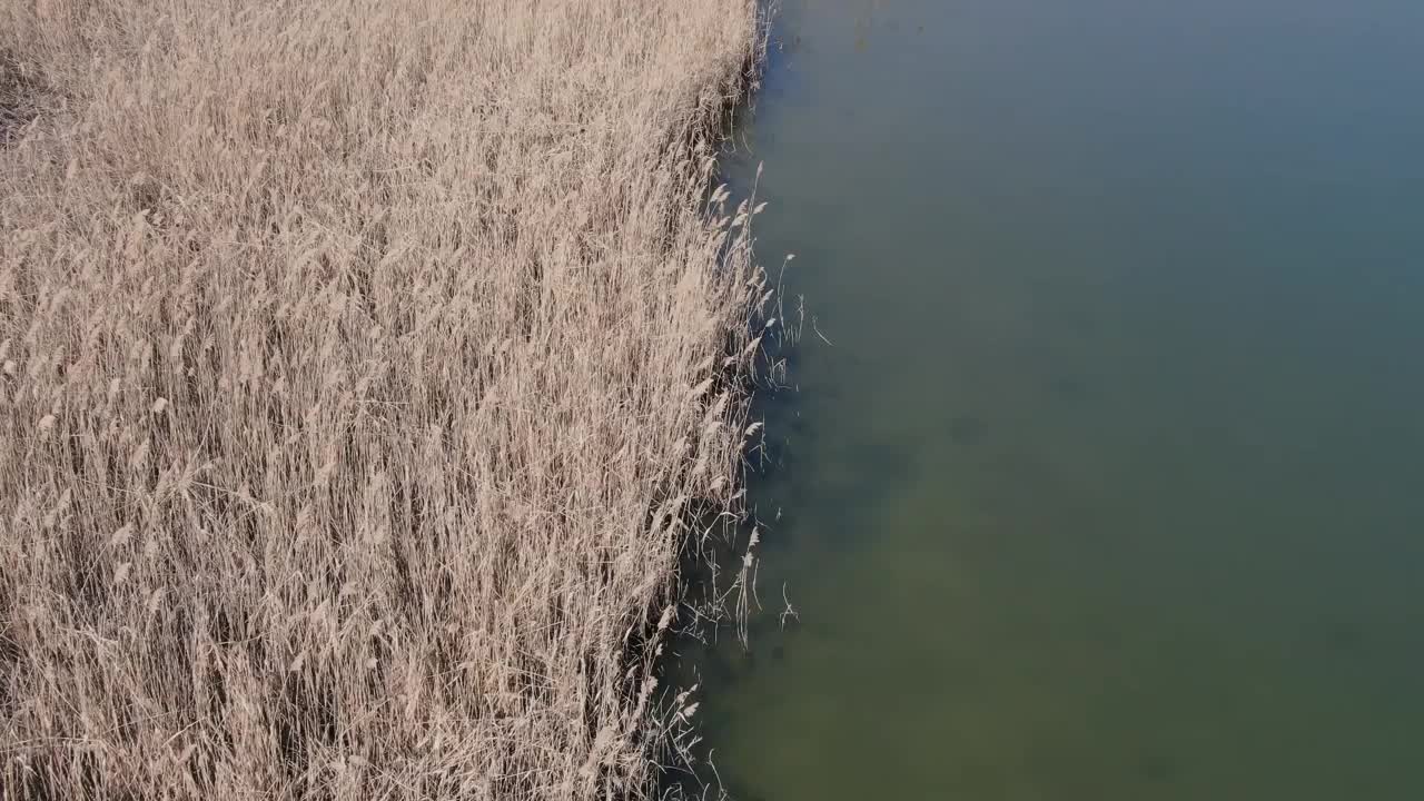 在罗马尼亚一个阳光明媚的早春日子里，无人机拍摄的湖泊附近的干芦苇。视频下载