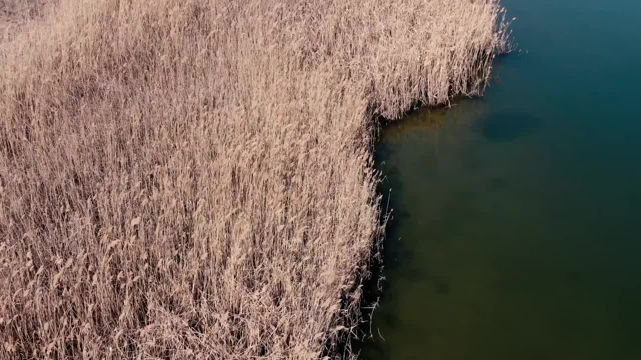 在罗马尼亚一个阳光明媚的早春日子里，无人机拍摄的湖泊附近的干芦苇。视频下载