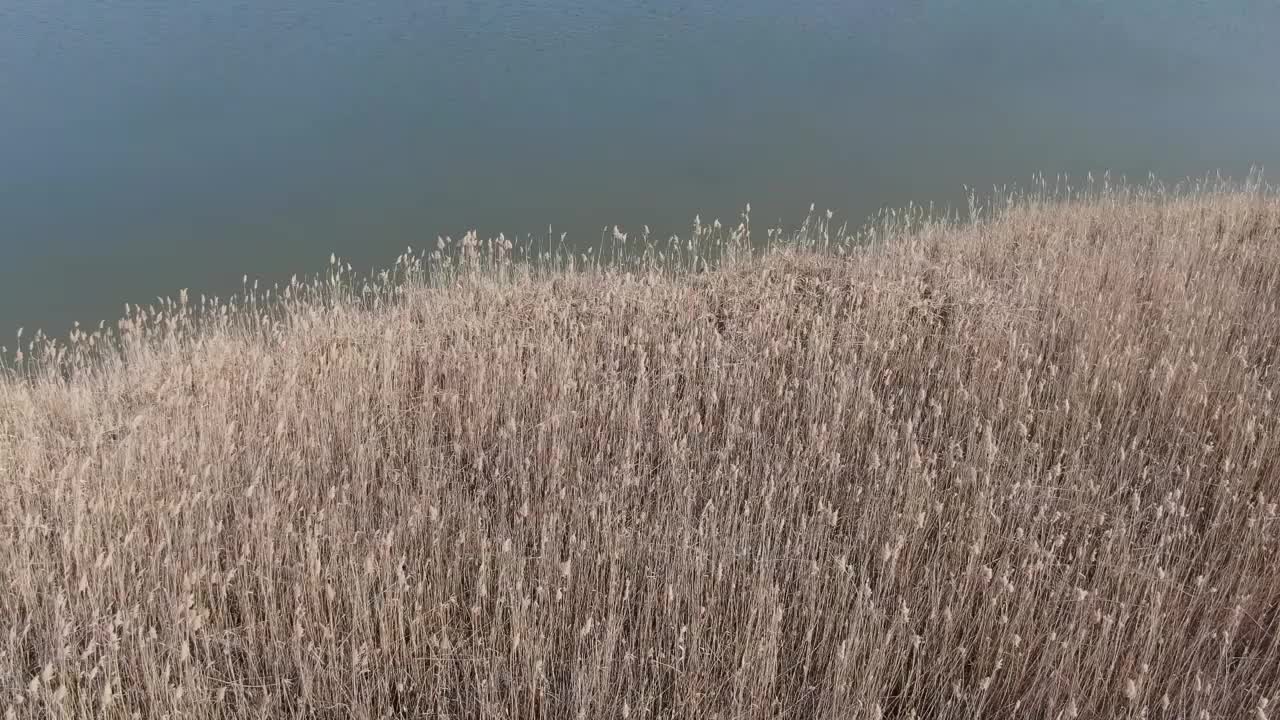 在罗马尼亚一个阳光明媚的早春日子里，无人机拍摄的湖泊附近的干芦苇。视频下载