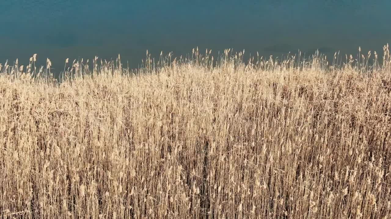 在罗马尼亚一个阳光明媚的早春日子里，无人机拍摄的湖泊附近的干芦苇。视频素材