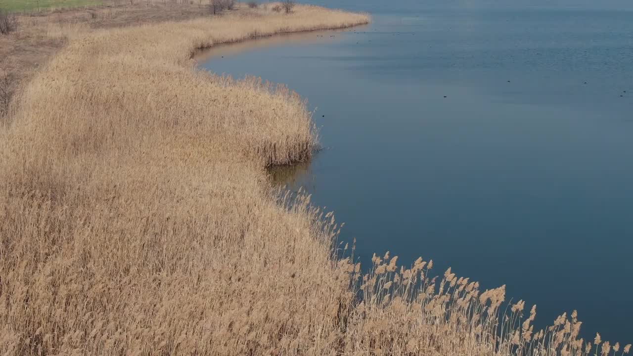 在罗马尼亚一个阳光明媚的早春日子里，无人机拍摄的湖泊附近的干芦苇。视频下载