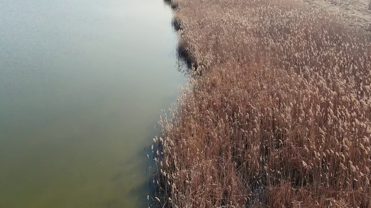 在罗马尼亚一个阳光明媚的早春日子里，无人机拍摄的湖泊附近的干芦苇。视频素材