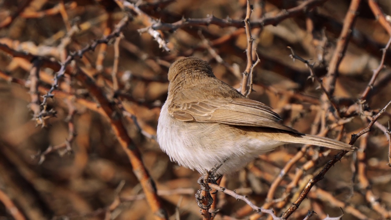 南非Kgalagadi跨境公园里的马里科捕蝇鸟(Marico flycatcher)视频下载