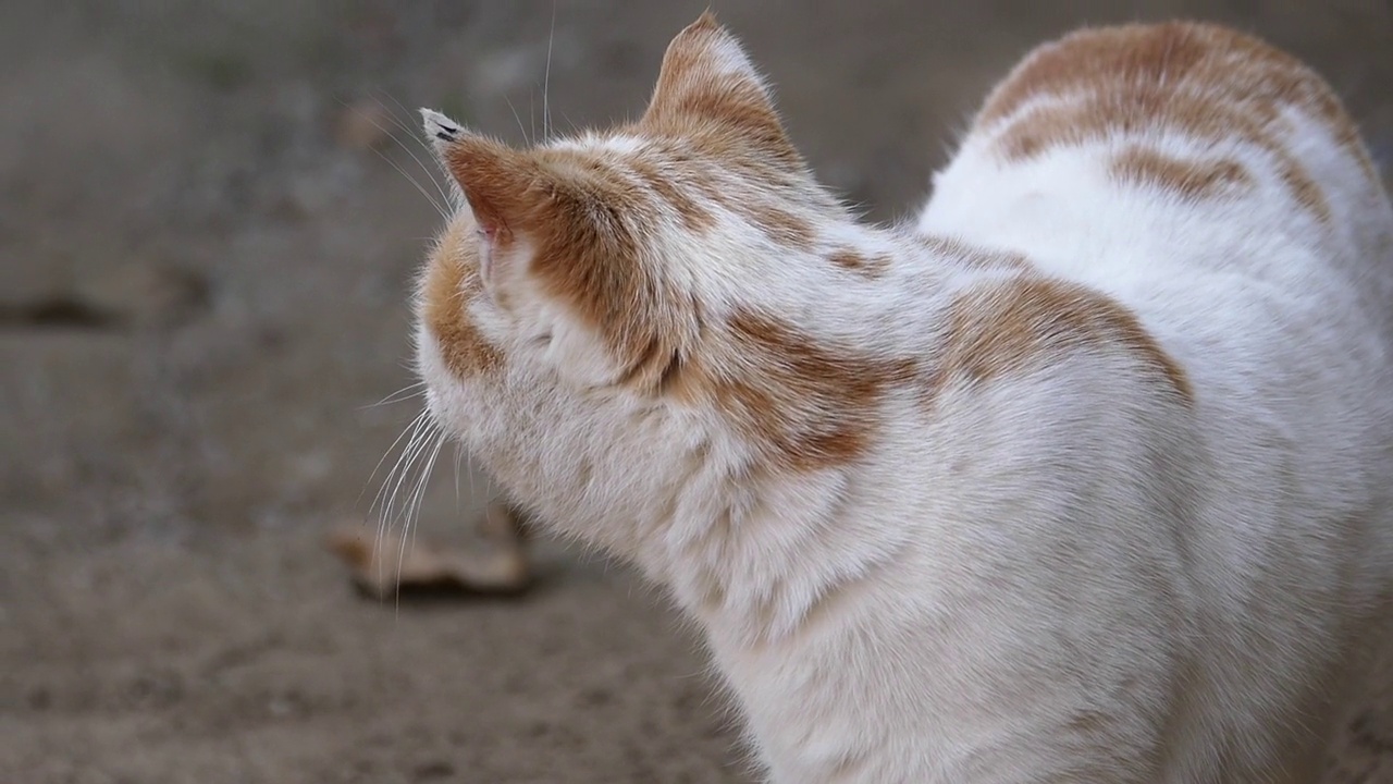 白黄色的猫肖像，大眼睛的特写猫，可爱的流浪猫，视频素材