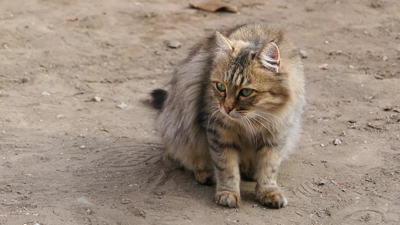 可爱的低过敏性流浪猫，西伯利亚猫，低过敏性品种的猫视频素材