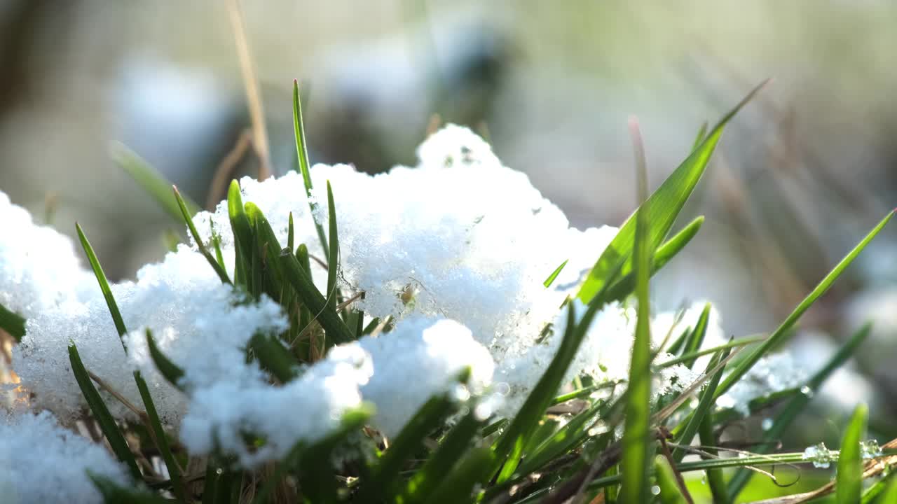 公园里郁郁葱葱的绿草上有白色的雪视频素材