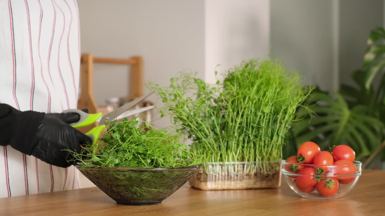 在室内种植微型蔬菜。女性用剪刀在绿叶上剪青豆视频素材