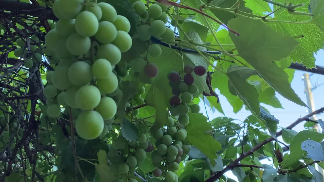 大葡萄园:种植园上的大葡萄园收获大的绿葡萄。视频素材