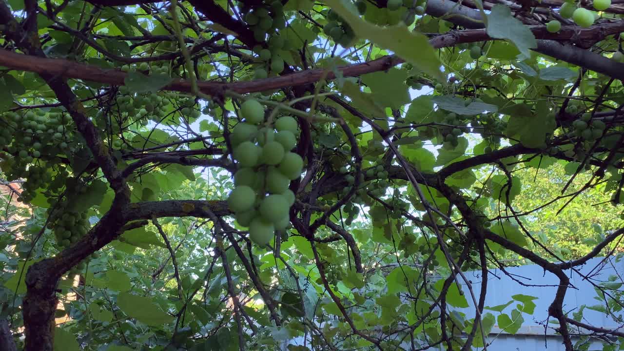 家里花园里的一个大葡萄园。种植大绿葡萄的种植园。视频素材